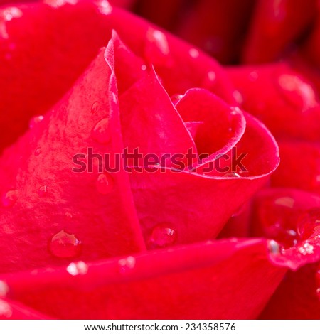 red rose flower with water drops on petal
