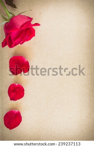 red rose flower on blank paper page for creative your message text here