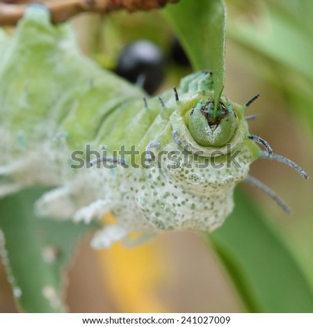 green caterpillar eating leaf on tree