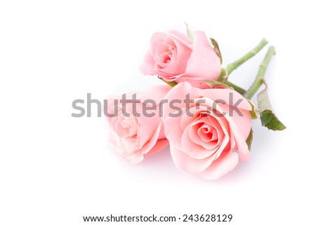 pink rose flower on white background pink rose flower on white background