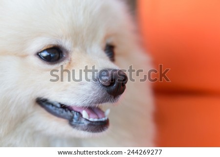 cute pet, closeup nose white pomeranian dog