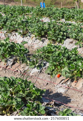 strawberry fruit in field plantation of agriculture