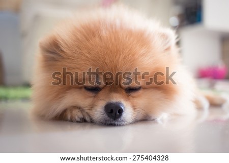 pomeranian puppy dog cute pets in home