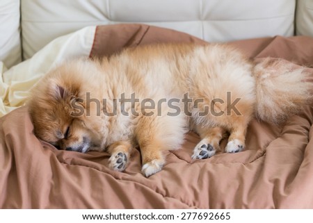 cute pet in house, pomeranian dog sleeping on the bed at home