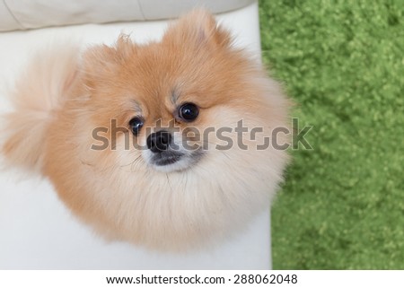 puppy pomeranian dog cute pets in home