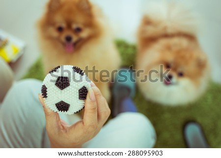 cute pets pomeranian dog happy playing ball in home, image used vintage filter