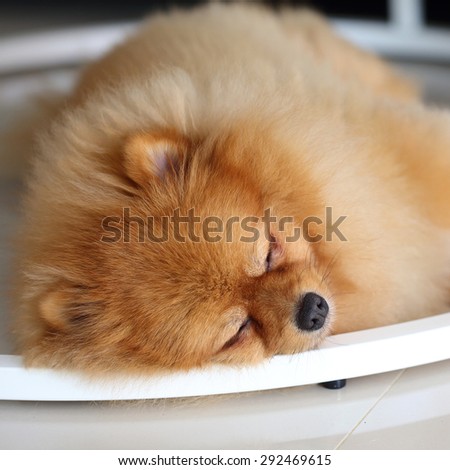 pomeranian dog cute pets sleeping in home