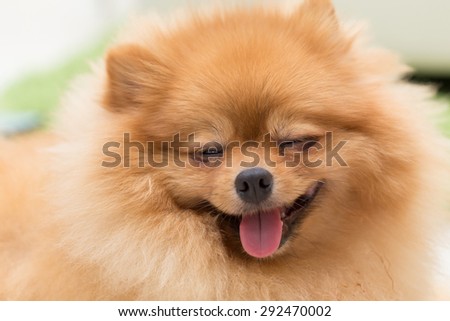 pomeranian dog cute pets happy in home