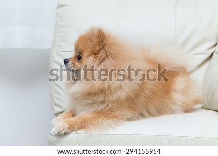puppy pomeranian dog cute pets in home