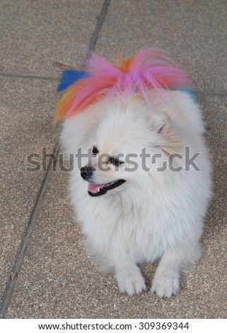 white pomeranian dog grooming with colourful tail, cute pet smiling happy