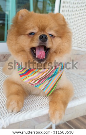 pomeranian puppy dog grooming with short hair, cute pet smiling happy