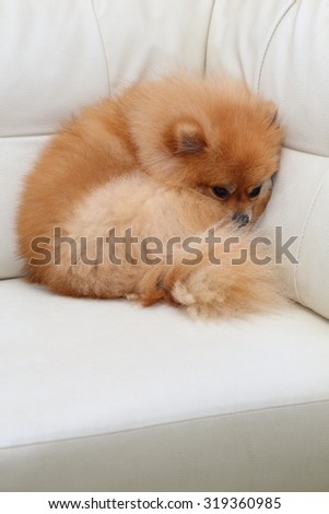 pomeranian dog cute pets sleeping on white leather sofa furniture