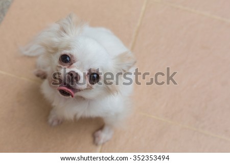 chihuahua small dog happy smile, cute pets friendly