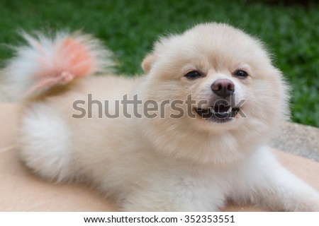 white pomeranian dog happy smile, cute pets friendly in home