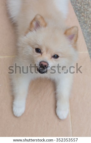 white pomeranian dog happy smile, cute pets friendly in home