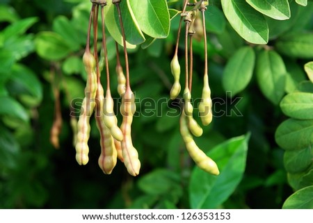 Legume  Plant in nature native to Yucatan