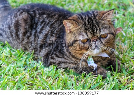 Tabby Cat: Photo of an adorable young Tabby Cat laying down