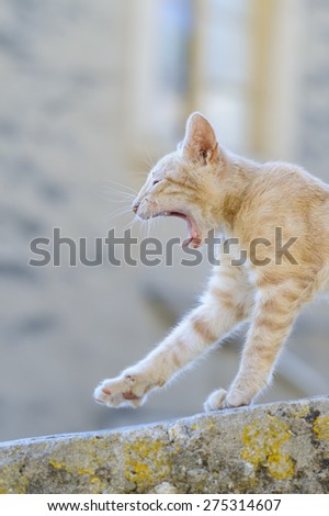 Yawning and stretching cat, Croatia, Lastovo.