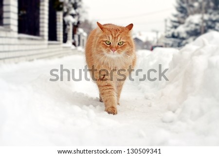 Cat on a winter walk
