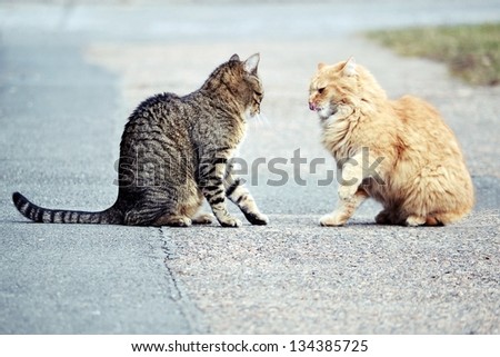 Cats fight