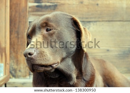 Portrait gold dog