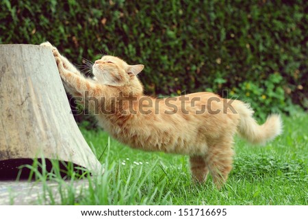 Ginger Cat Is Stretching