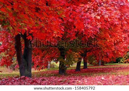 Autumn Colored Trees