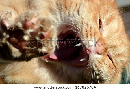 cat attacking the photographer