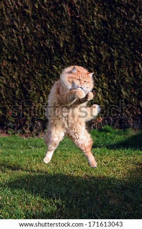 Big funny cat jumping on the garden