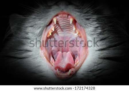 Cat\'s teeth