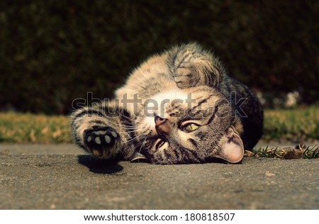 Cute cat stretches and resting in the garden