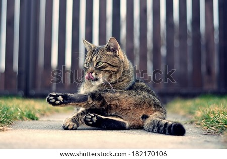Funny domestic cat on the garden