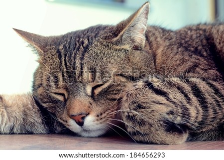 Tired cat is sleeping