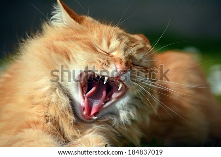 cat attacking