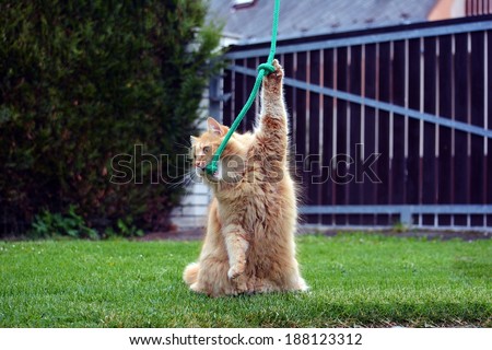Funny big ginger cat playing game on the garden