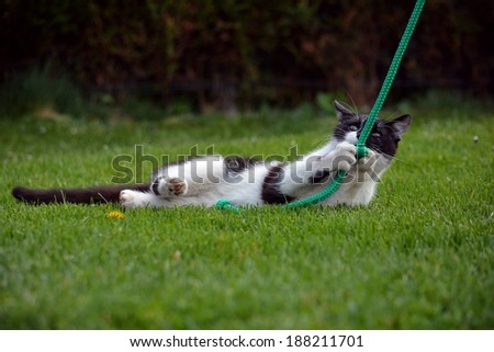 Black and white cat playing in the garden in the grass
