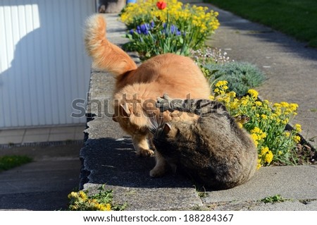 Two cats fighting on the garden