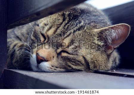 Cute cat sleeping and resting on the balcony