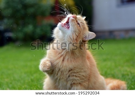 Ginger funny cat drinking water