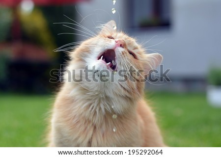 Ginger funny cat drinking water