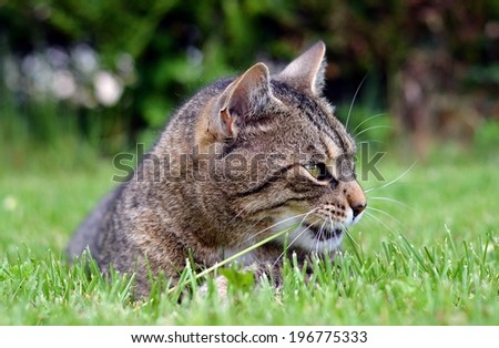Funny cat playing game in the garden