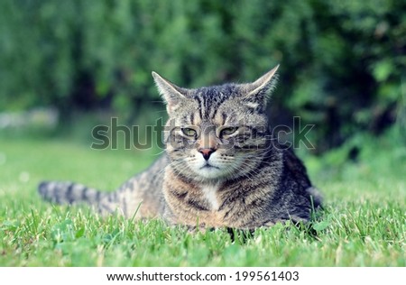 Beautiful proud cat in the garden