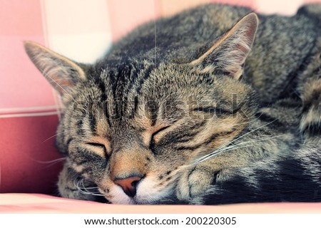 Cute tired cat is sleeping
