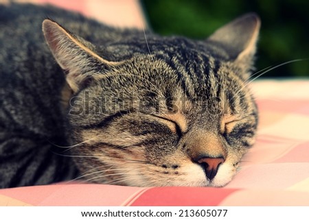 Cute tired cat
