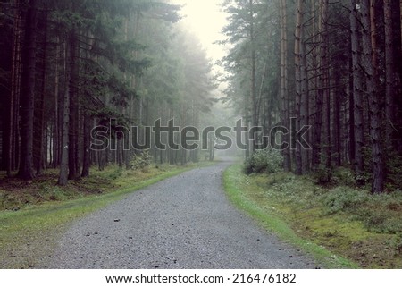 Man stands in the fog in the forest