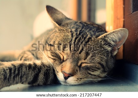 Cute tired cat sleeping
