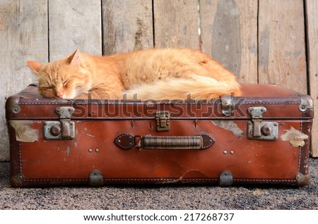 Cute ginger cat sleeping on old suitcase