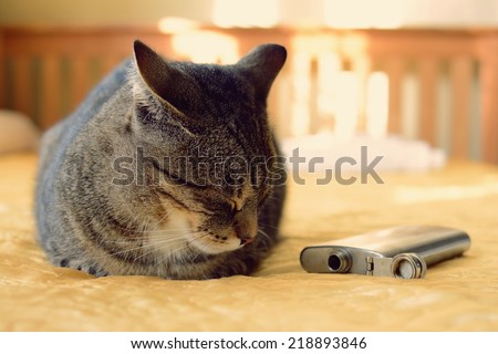 Drunk cat lying on a bed with a flask