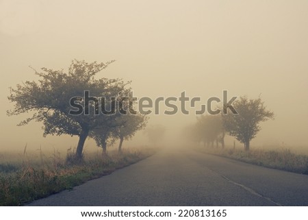 Autumn path through a golden road with fog and warm light
