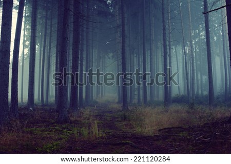 Road through a blue forest with fog and cold light